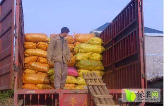 发往广州虎门25吨红芽芋
